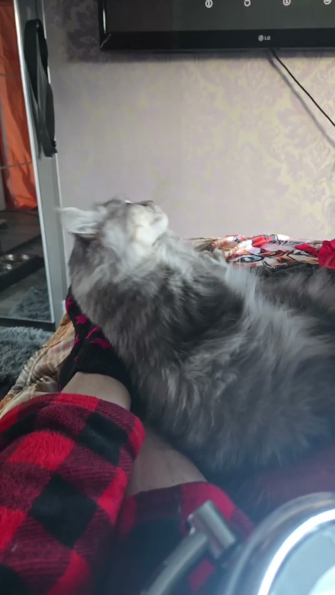 Maine Coon cats for sale: TiCA reg. POLLYDACTYL XL maine coons - Video 1