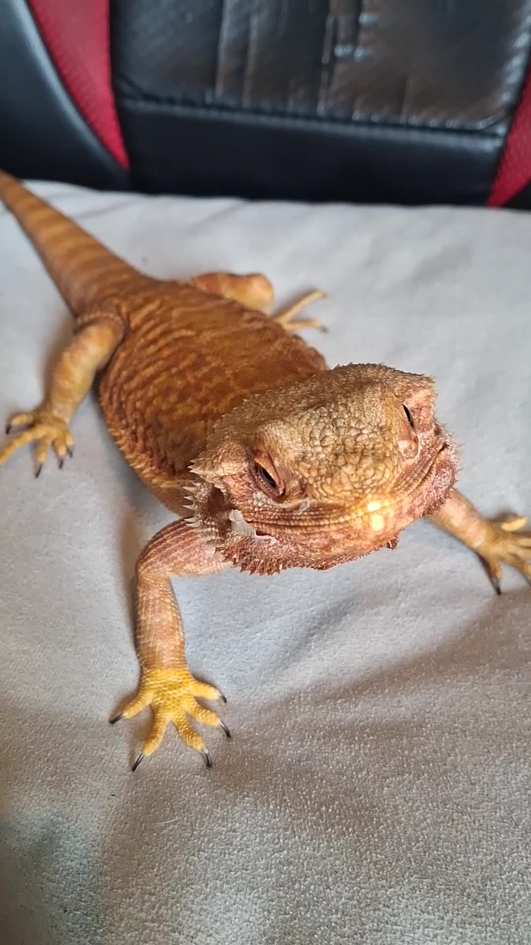Bearded Dragon reptiles for sale: Bearded dragon and setup for sale - Video 1
