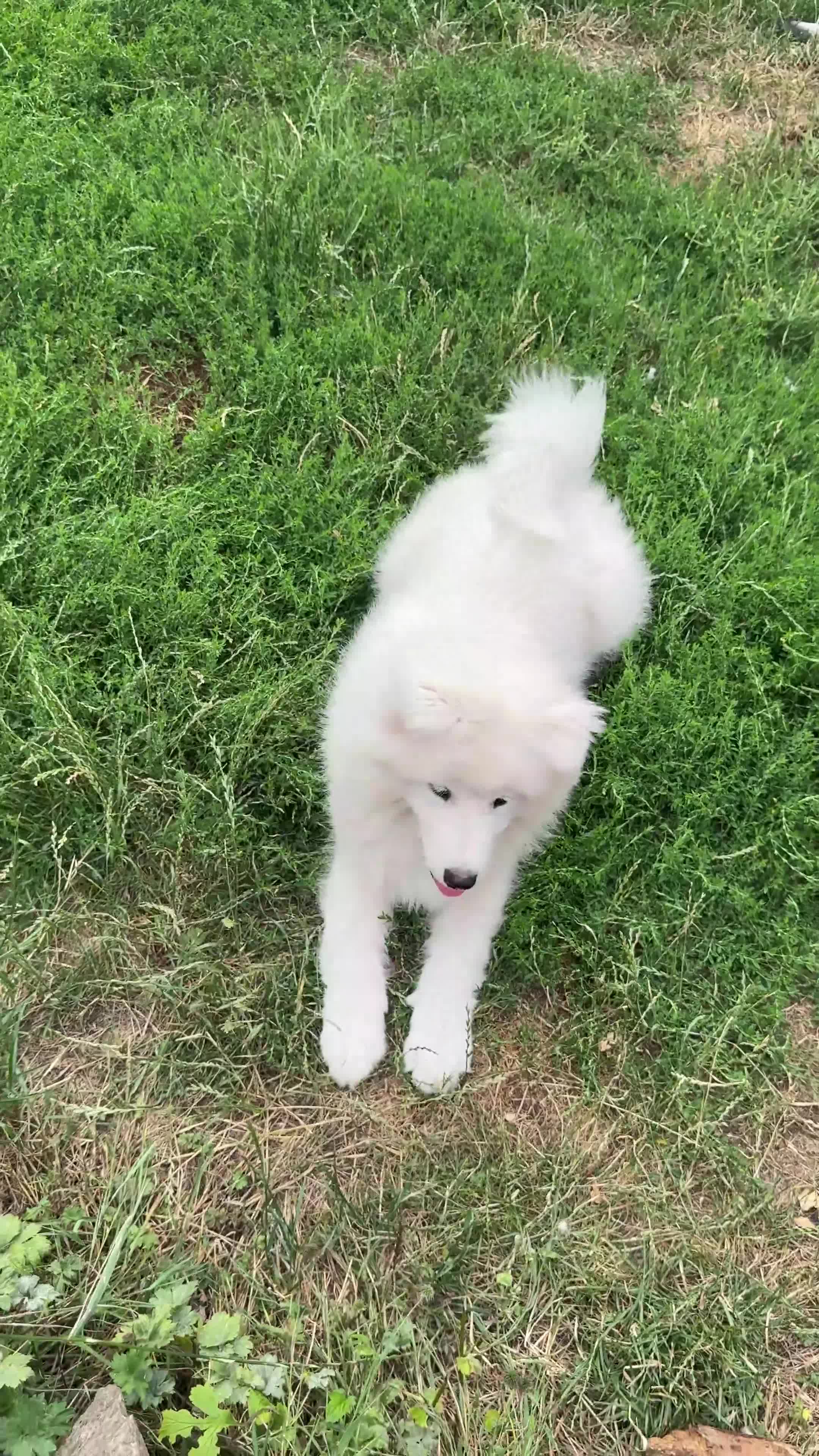 Samoyed dogs for sale: 🌟Beautiful Samoyed Puppy – Champion Bloodline🌟 - Video 3