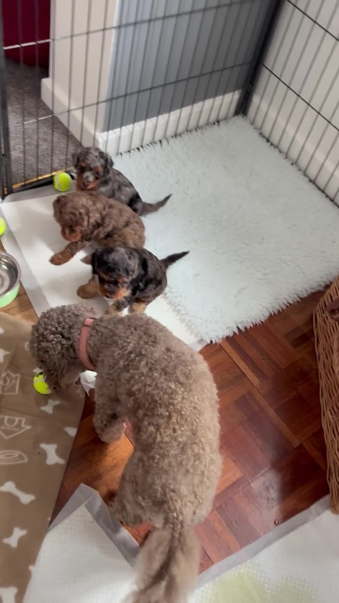Mixed Breed dogs for sale: Beautiful litter of Cockerpoo x Caverpoo puppies - Video 1
