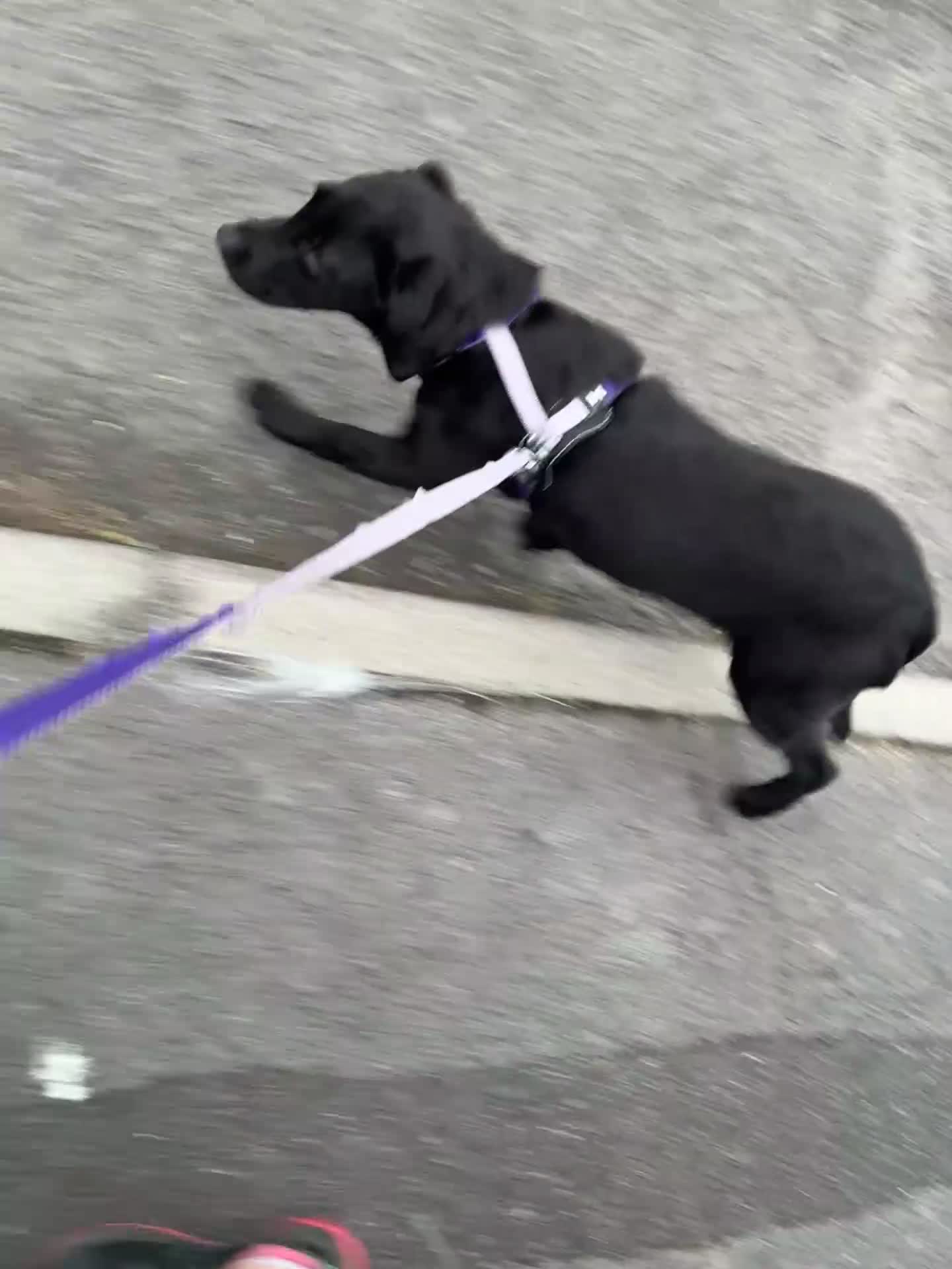 Labrador Retriever dogs for sale: Black Labrador Nala - Video 1
