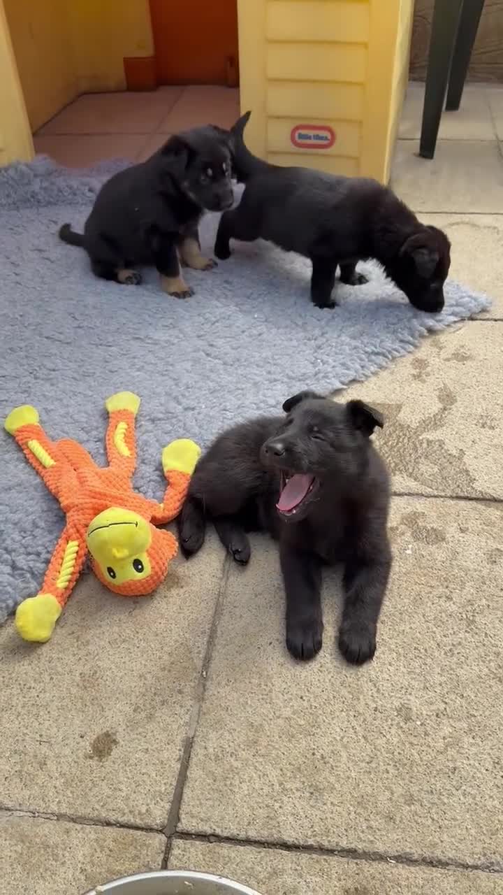 German Shepherd dogs for sale: GSD Puppies, straight back  - Video 4