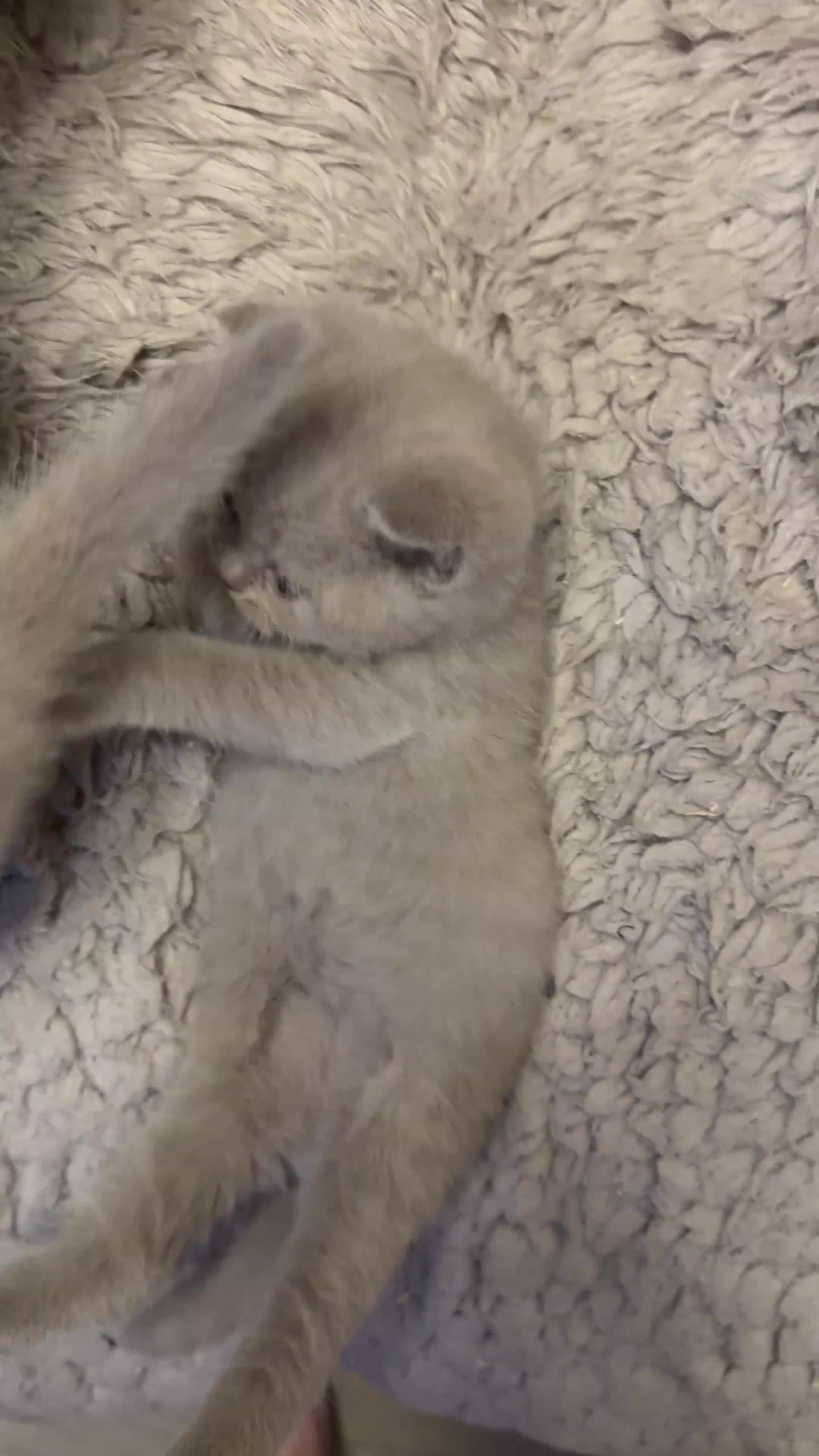 British Shorthair cats for sale: Supreme Champion Line British Shorthair Kittens - Video 3