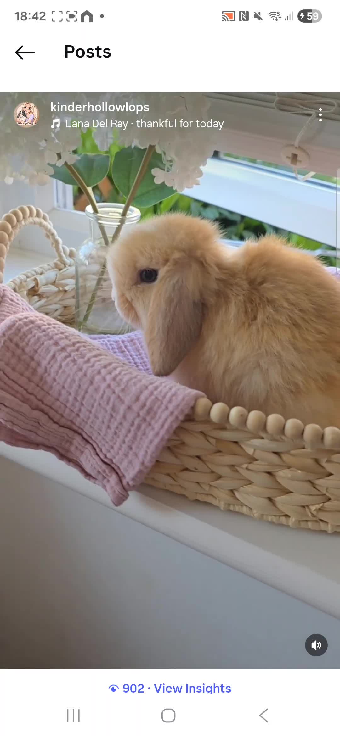 Mini Lop rabbits for sale: Stunning Harli Mini Lop Babies - Video 1