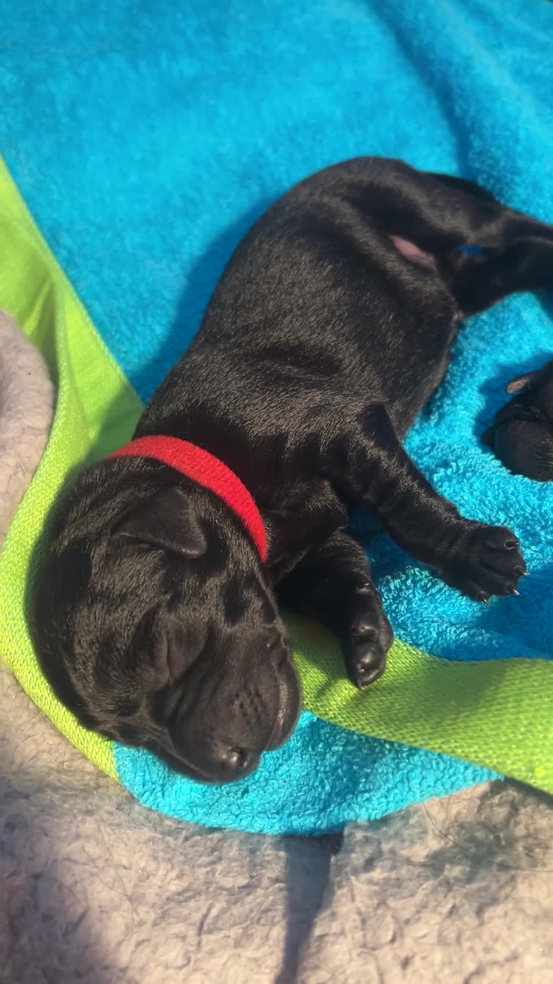 Labrador Retriever dogs for sale: Labrador puppies- TWO BOYS AVAILABLE  - Video 3