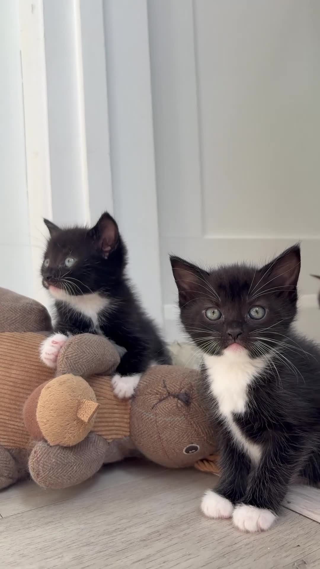 Ragdoll cats for sale: 2 Beautiful Black / White Ragdoll Cross Kittens in Bexhill-on-Sea - Video 1