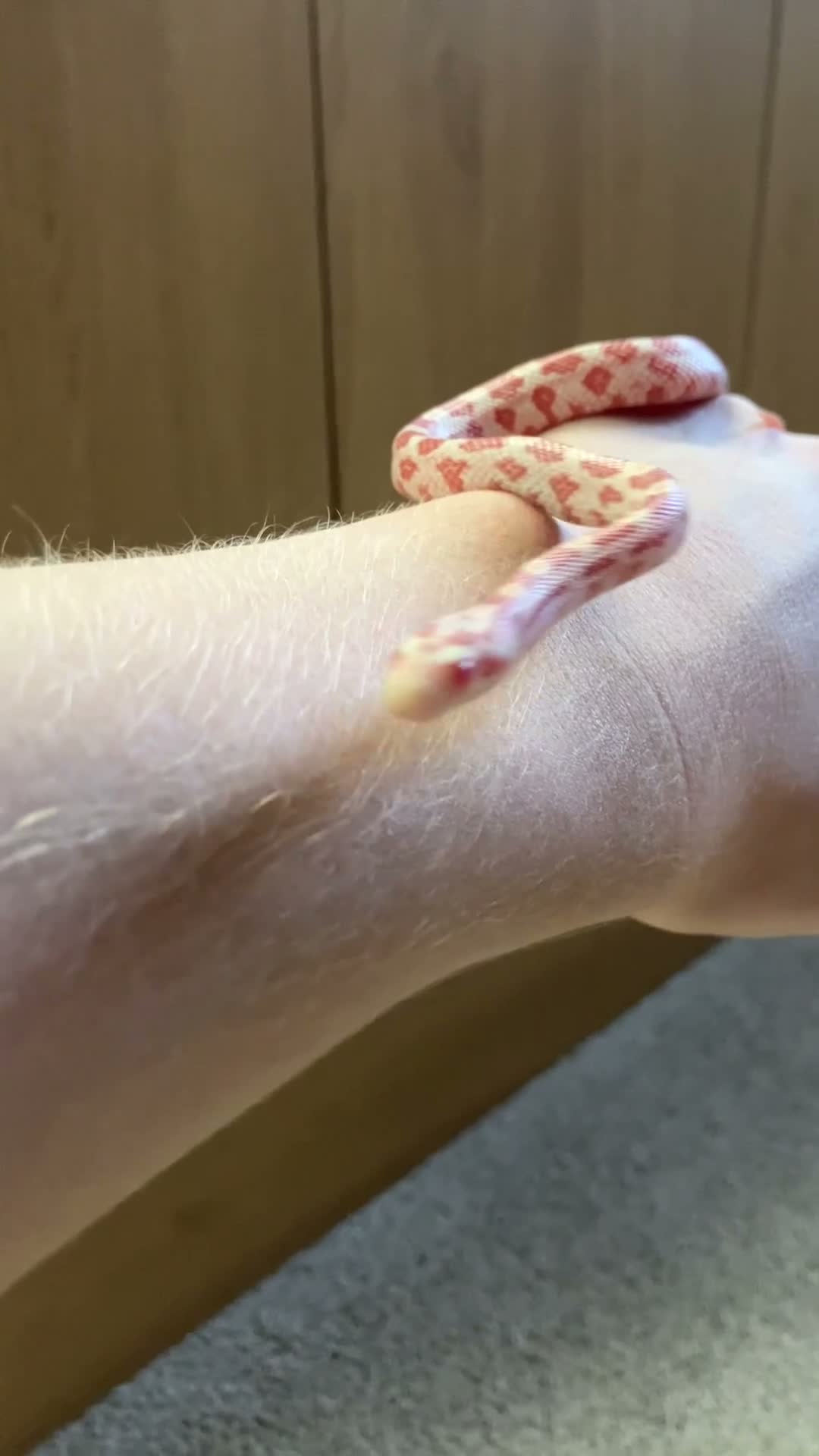 Corn Snake reptiles for sale: Baby Corn Snakes 🐍  - Video 1