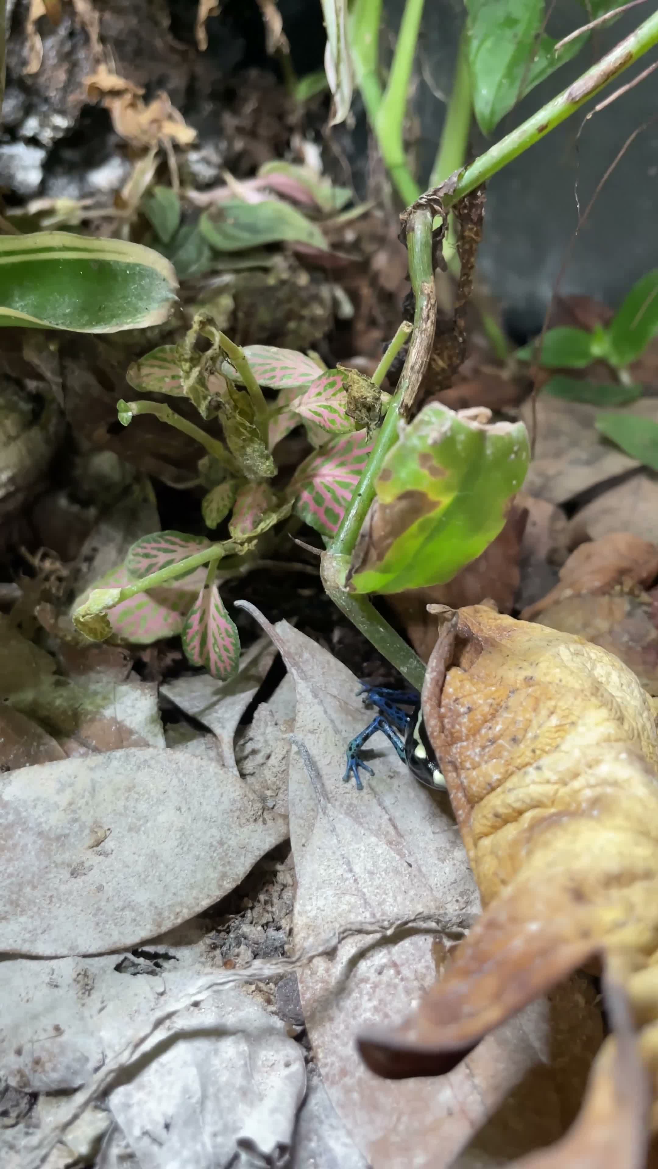 Frog reptiles for sale: Full Dart Frog Set Up With 1x Powder Blue in Newark - Video 1