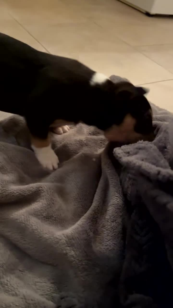 Miniature Bull terrier dogs for sale: Miniature Bull Terrier  - Video 1