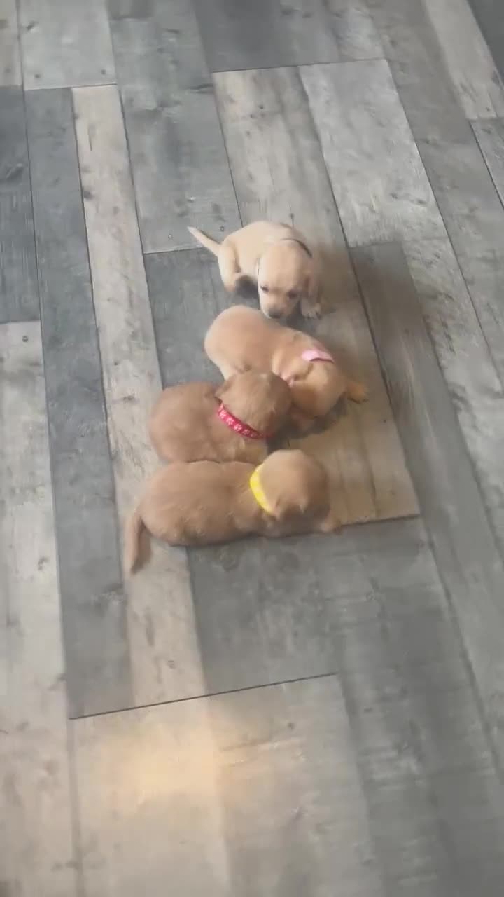 Mixed Breed dogs for sale: Cockhuahua - Video 1