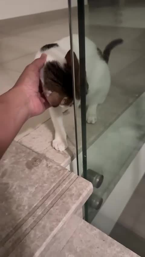 Mixed Breed cats for adoption: ANAKIN -HAPPY WITH DOG - CUDDLY- NEUTERED - - Video 1