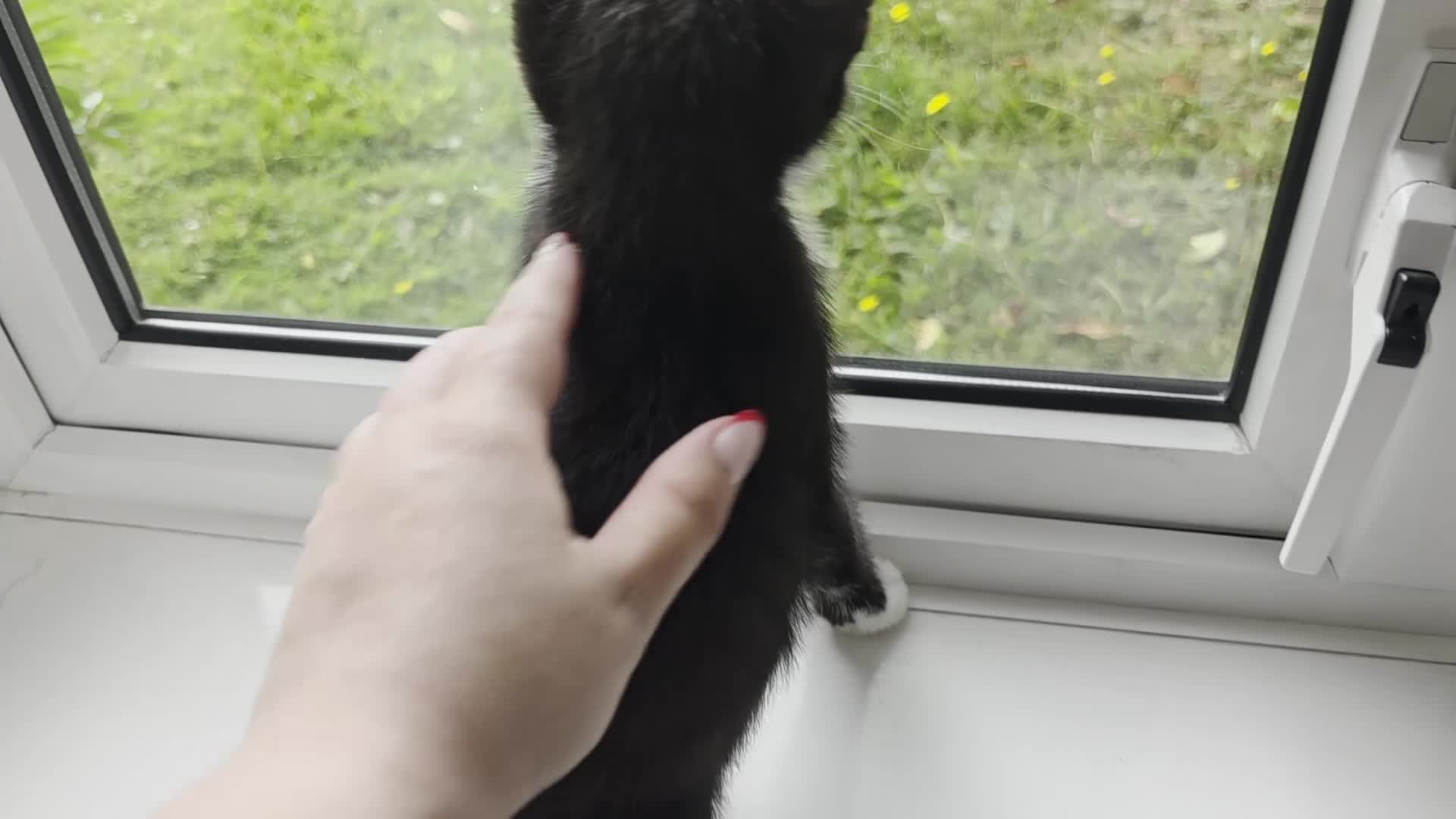 Mixed Breed cats for sale: Lovely kittens 🐈‍⬛ - Video 1