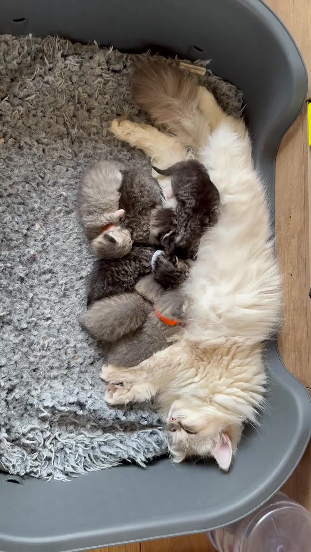 Siberian cats for sale: Really pretty Pedigree Siberian kittens in Droitwich - Video 1
