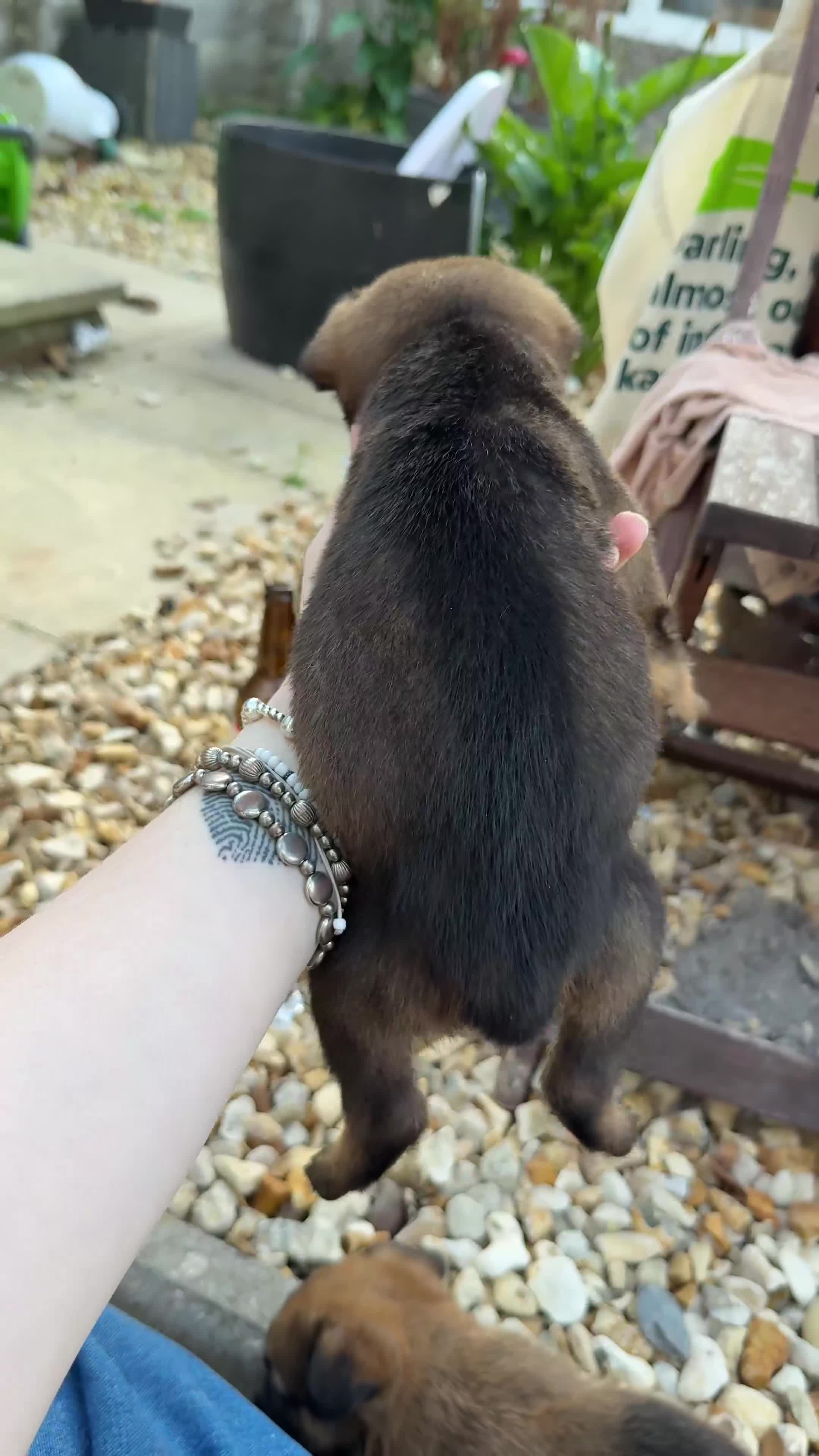 Mixed Breed dogs for sale: German Shepherd cross American bulldog puppies - Video 2