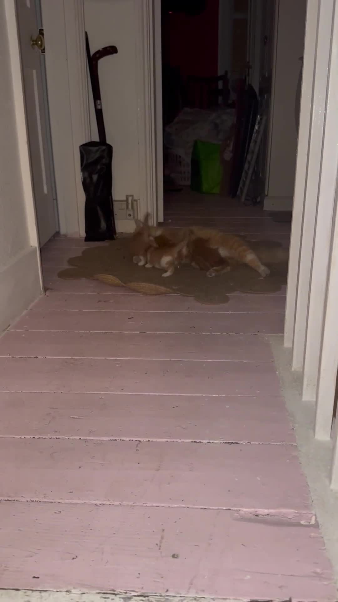 Domestic Shorthair cats for sale: Ginger & white kittens - Video 1