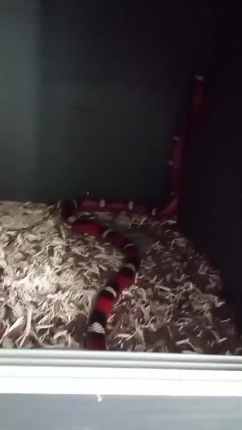 Corn Snake reptiles for sale: Job lot different adult snakes from £45  - Video 3