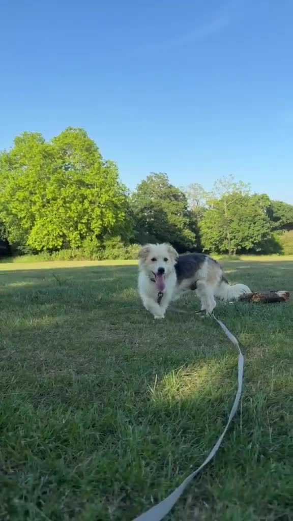 Mixed Breed dogs for adoption: Angel (Canan) – Could You Be Her Happy Ending? ❤️ - Video 4