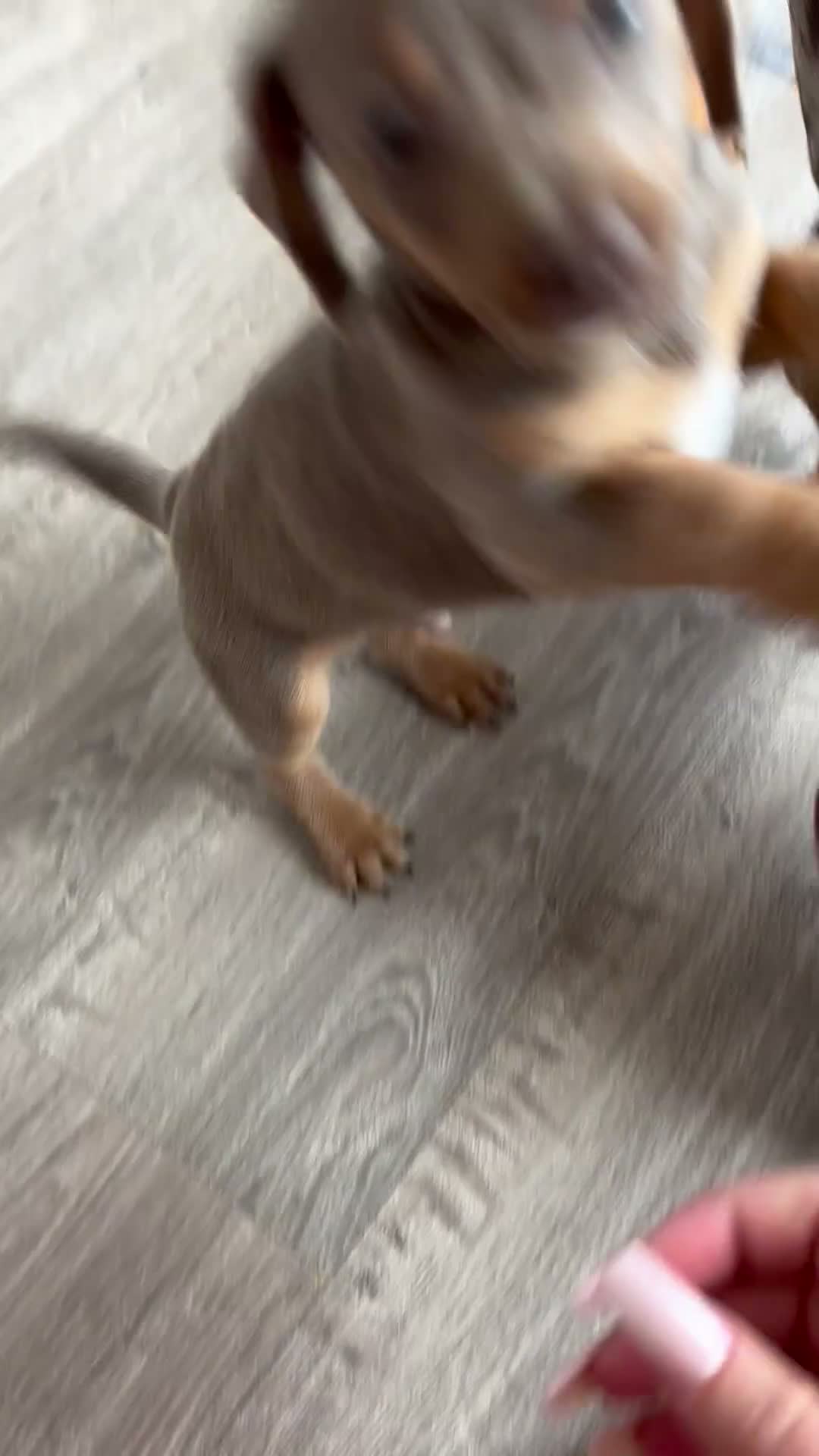 Chiweenie dogs for sale: Last Beautiful silver boy ready to go !! - Video 1