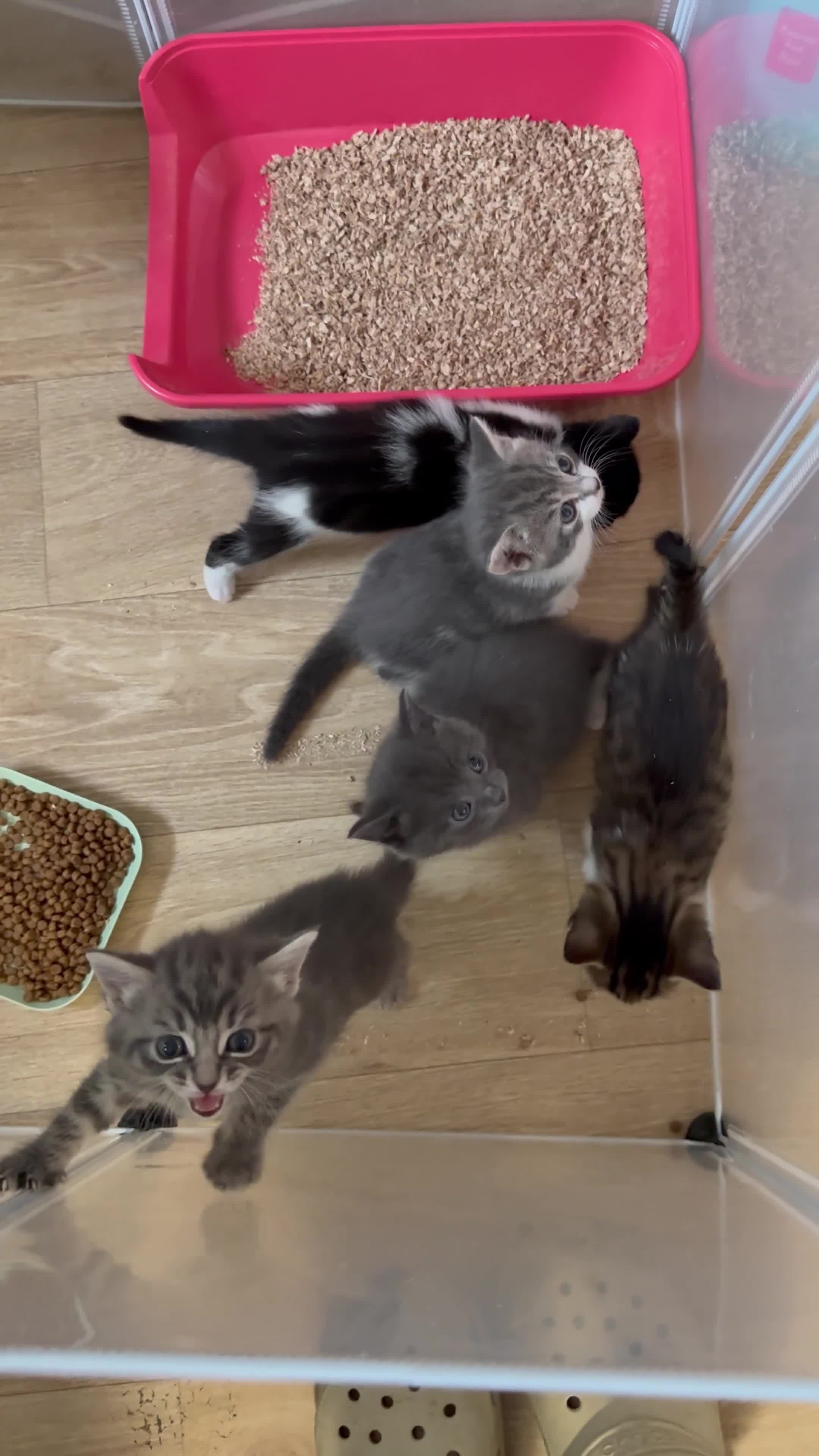Mixed Breed cats for sale: 2 beautiful kittens   - Video 1