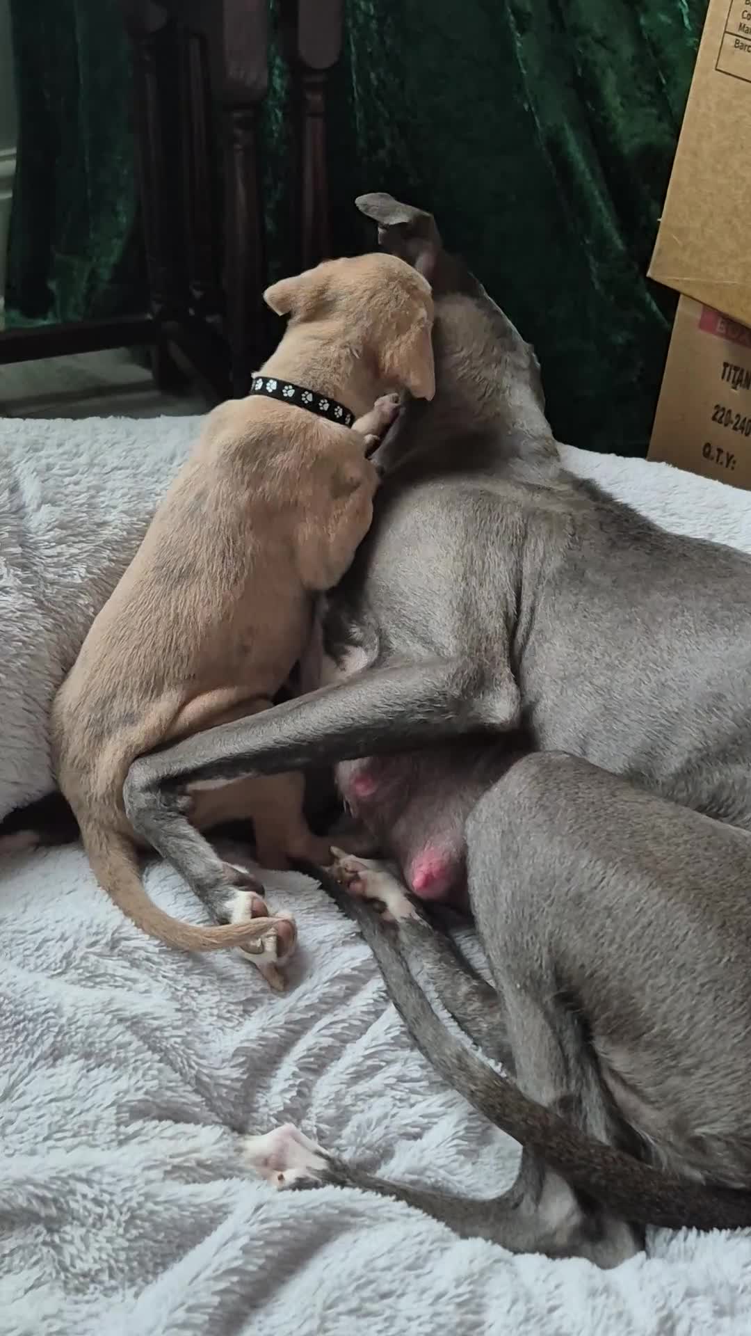 Whippet dogs for sale: Last Blue Brindle Boy - KC Registered-Champion🏆   - Video 2