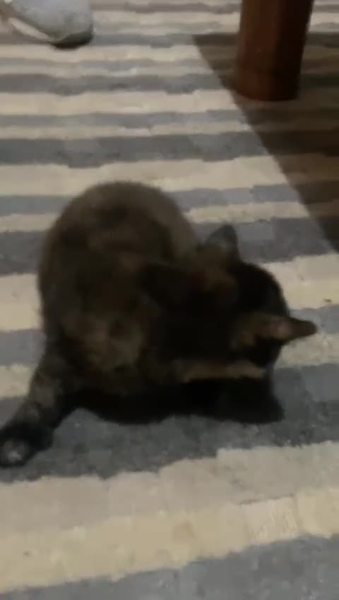 British Shorthair cats for sale: Shorthaired British kittens - Video 1