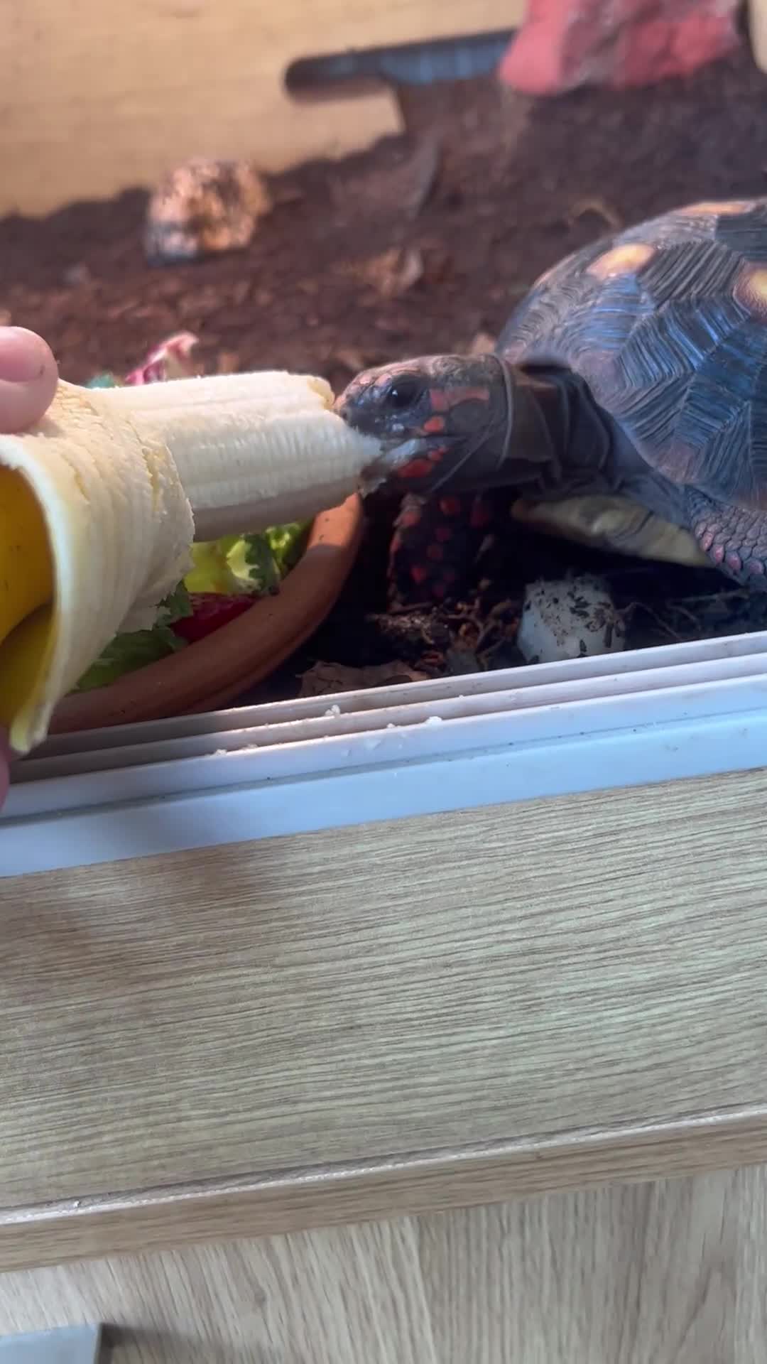 Tortoise reptiles for sale: 2 Red Foot tortoise - Video 1