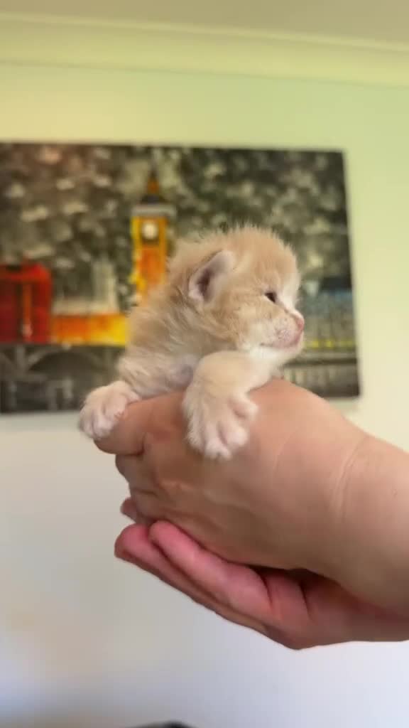 Ragdoll cats for sale: Unique Giant Fawn Ragdoll X Maine Coon Kittens  - Video 2