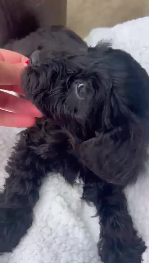 Schnoodle dogs for sale: Schoodles  - Video 3