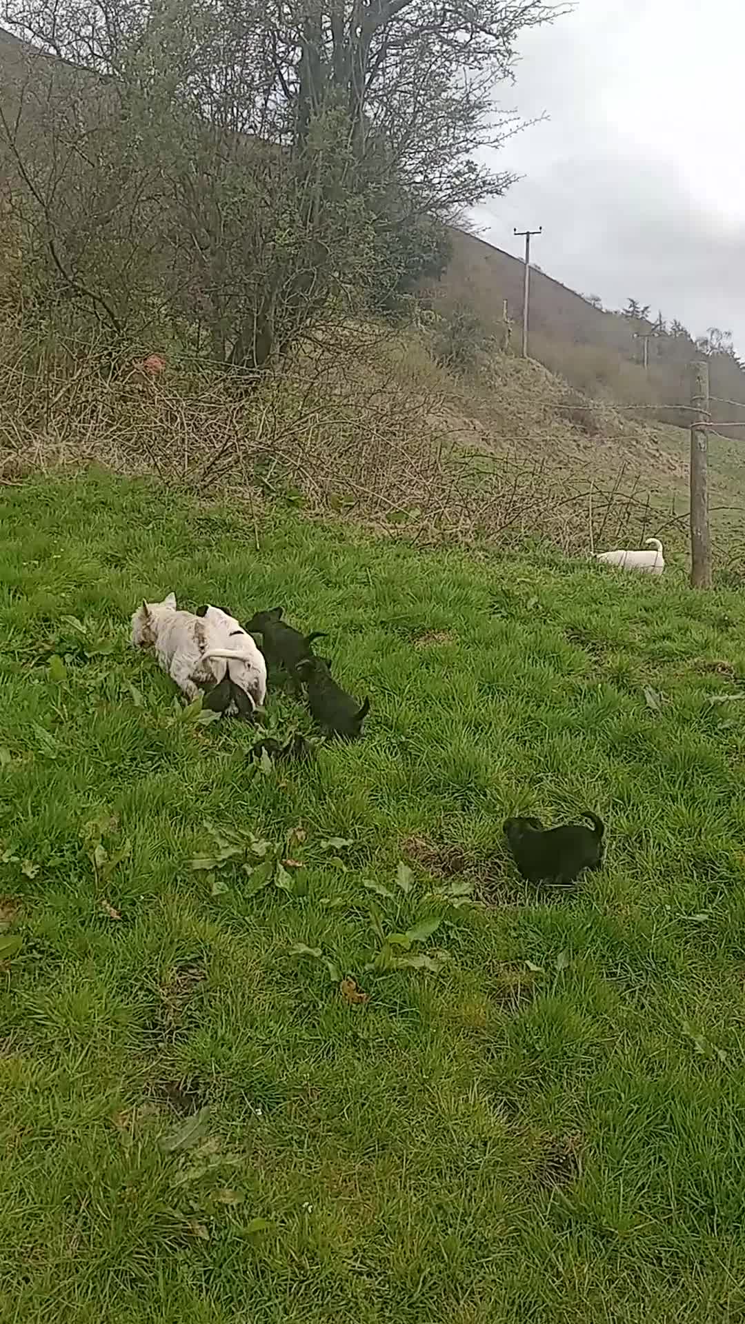 Jackapoo dogs for sale: Adorable Jacapoo,s - Video 3