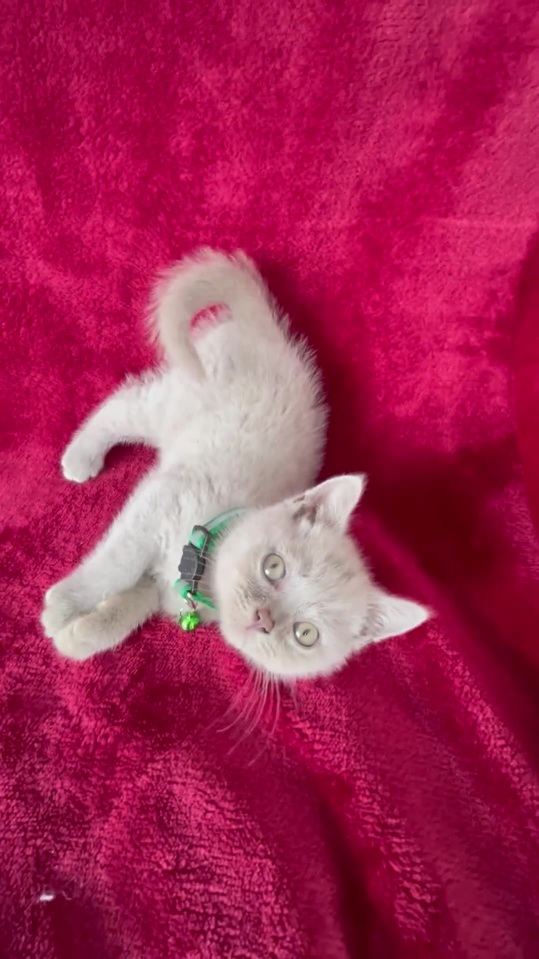 British Shorthair cats for sale: **REDUCED!!** PURE BREED BRITISH SHORTHAIR KITTENS - Video 2