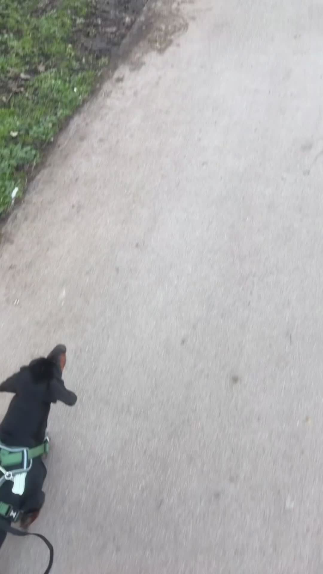 Dachshund dogs for sale: Scotty Dachshund  in Middlewich - Video 2