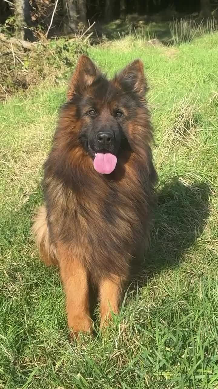 German Shepherd dogs for sale: Top Quality male long coat German shepherd import  - Video 1