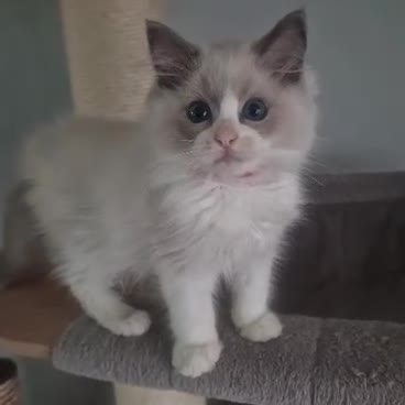 Ragdoll cats for sale: Blue BiColour Luxury Girls- READY to GP - Video 1