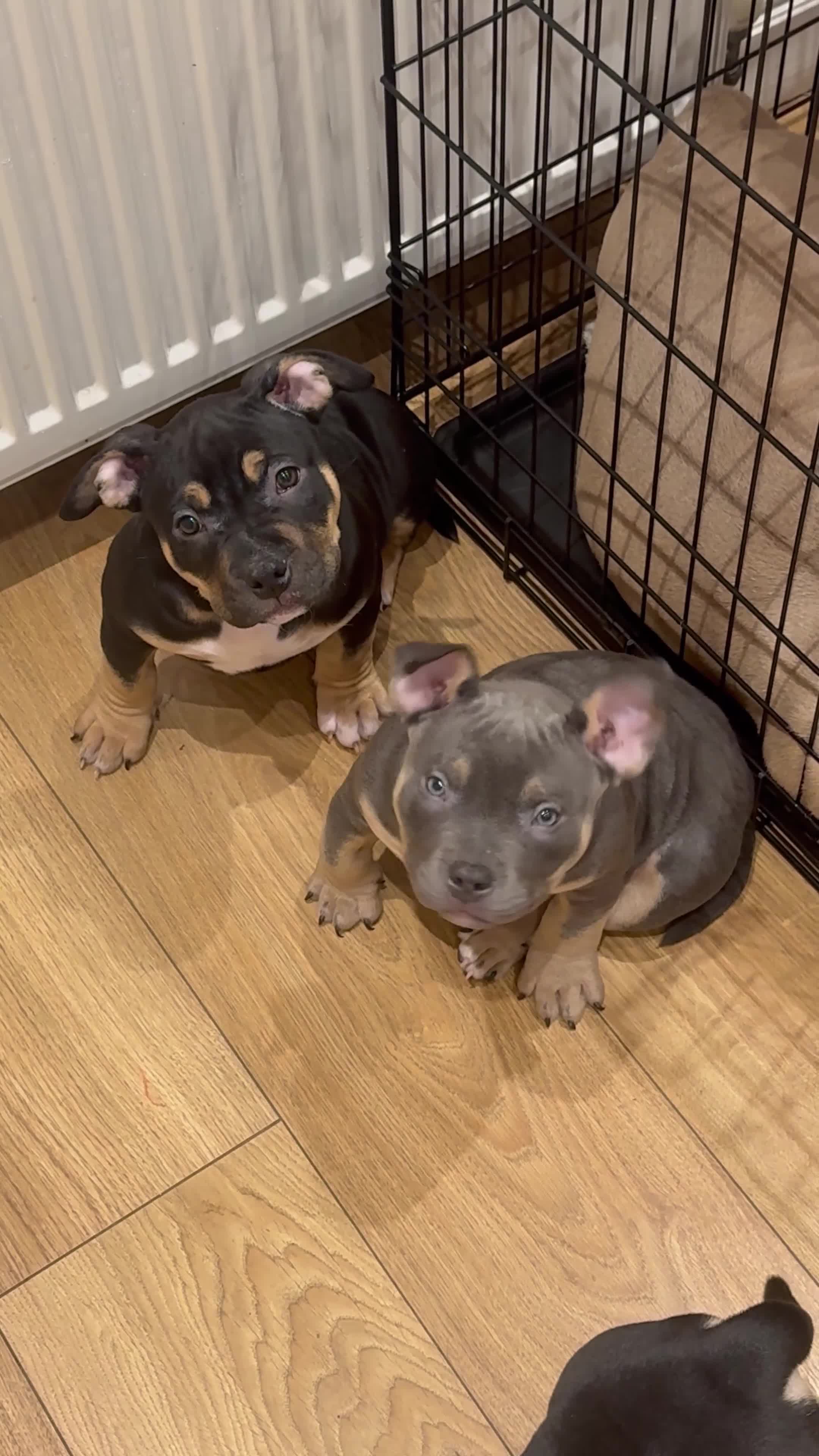 American Bully dogs for sale: 1 ABKC Pocket Bully puppy remaining - Video 1