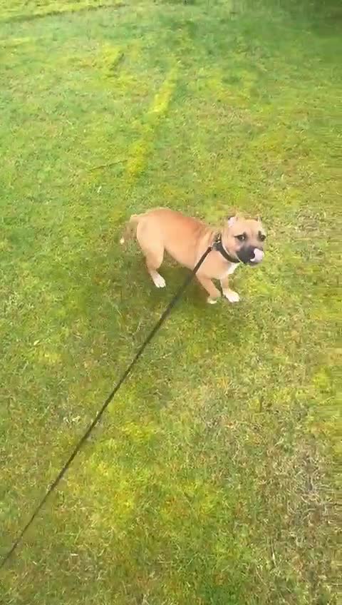 Staffordshire Bull Terrier dogs for sale: 1 Red Staffordshire Female - Video 1