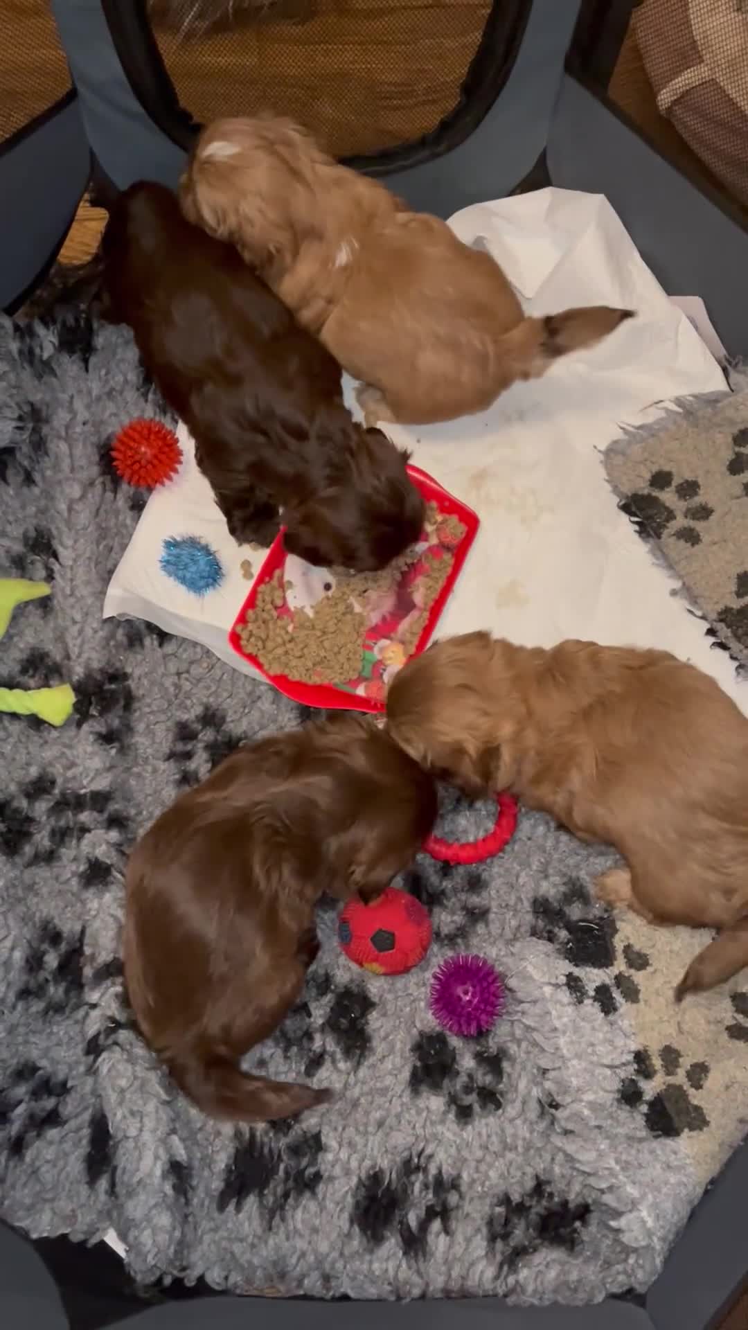 Shih Tzu dogs for sale: Adorable Shih Tzu puppies - Video 2