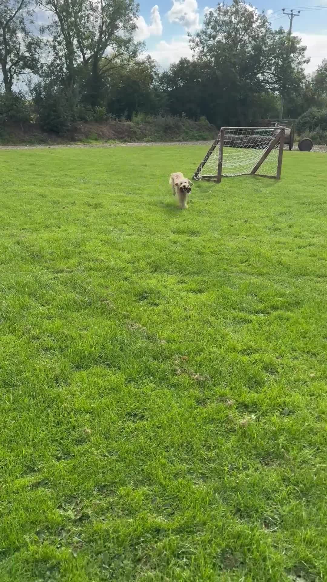 Mini Goldendoodle dogs for sale: “Bailey” - Golden Goldendoodle Boy  - Video 1
