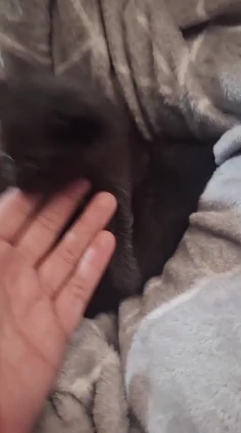 Mixed Breed cats for sale: 3 gorgeous kittens 😸  - Video 2