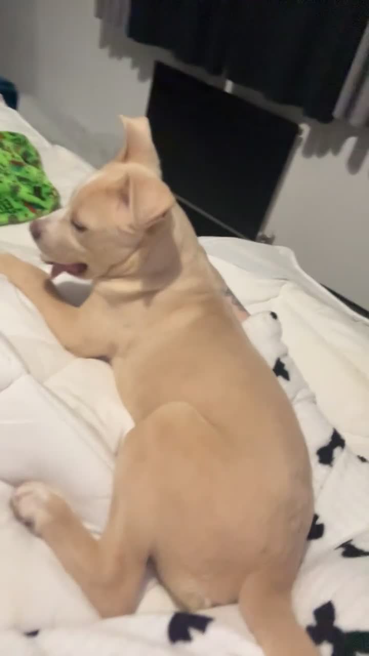 Mixed Breed dogs for sale: 5/6 month old female puppy - Video 3