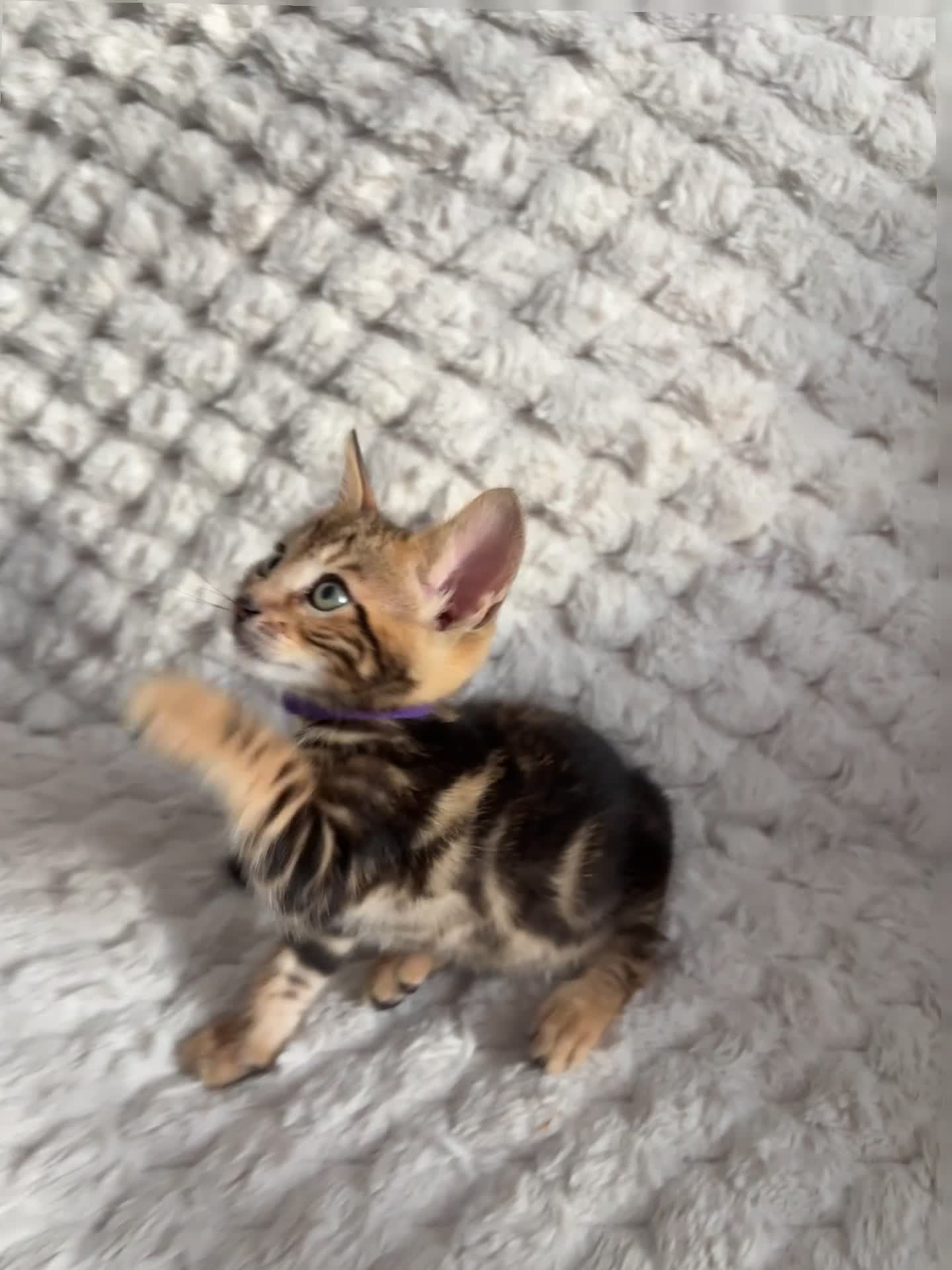 Bengal cats for sale: Bengal Tabby Mixed Breed Kittens - Video 1