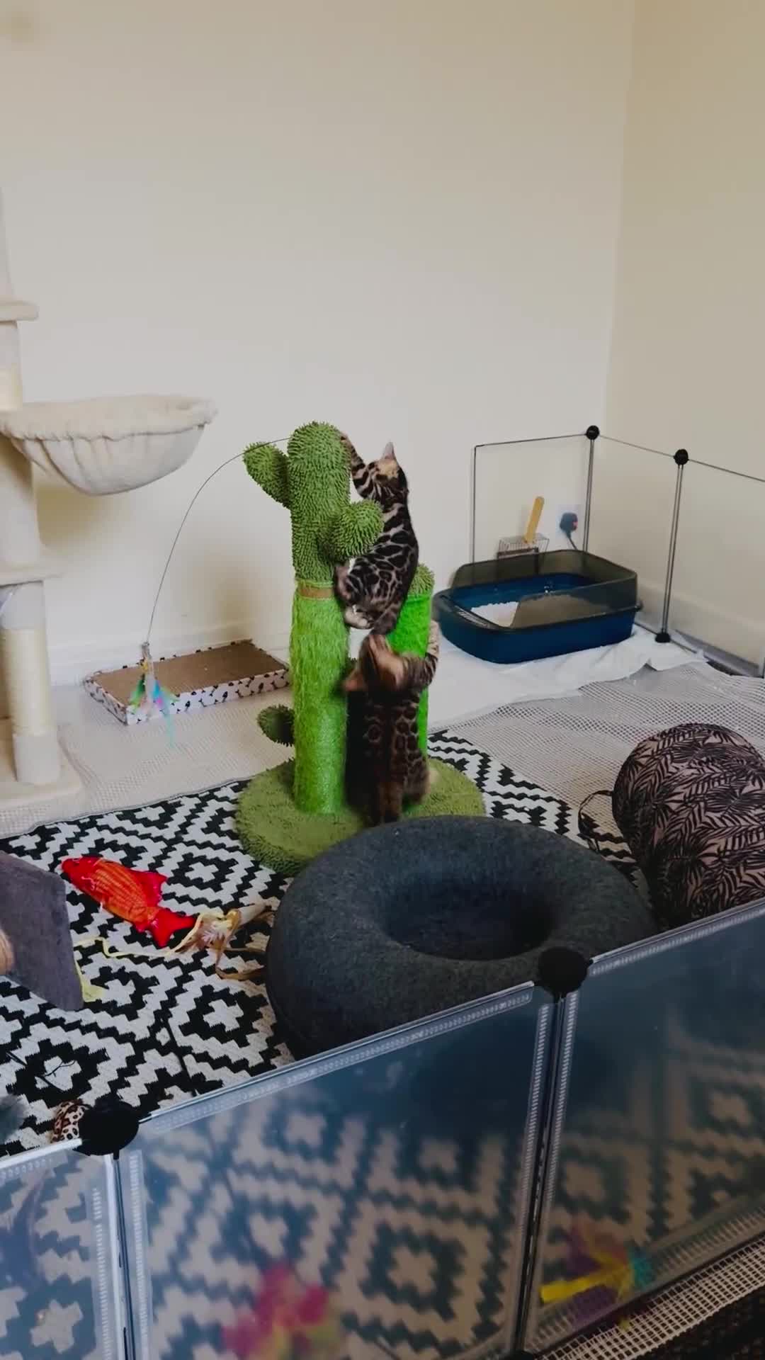 Bengal cats for sale: Bengal kittens  - Video 1