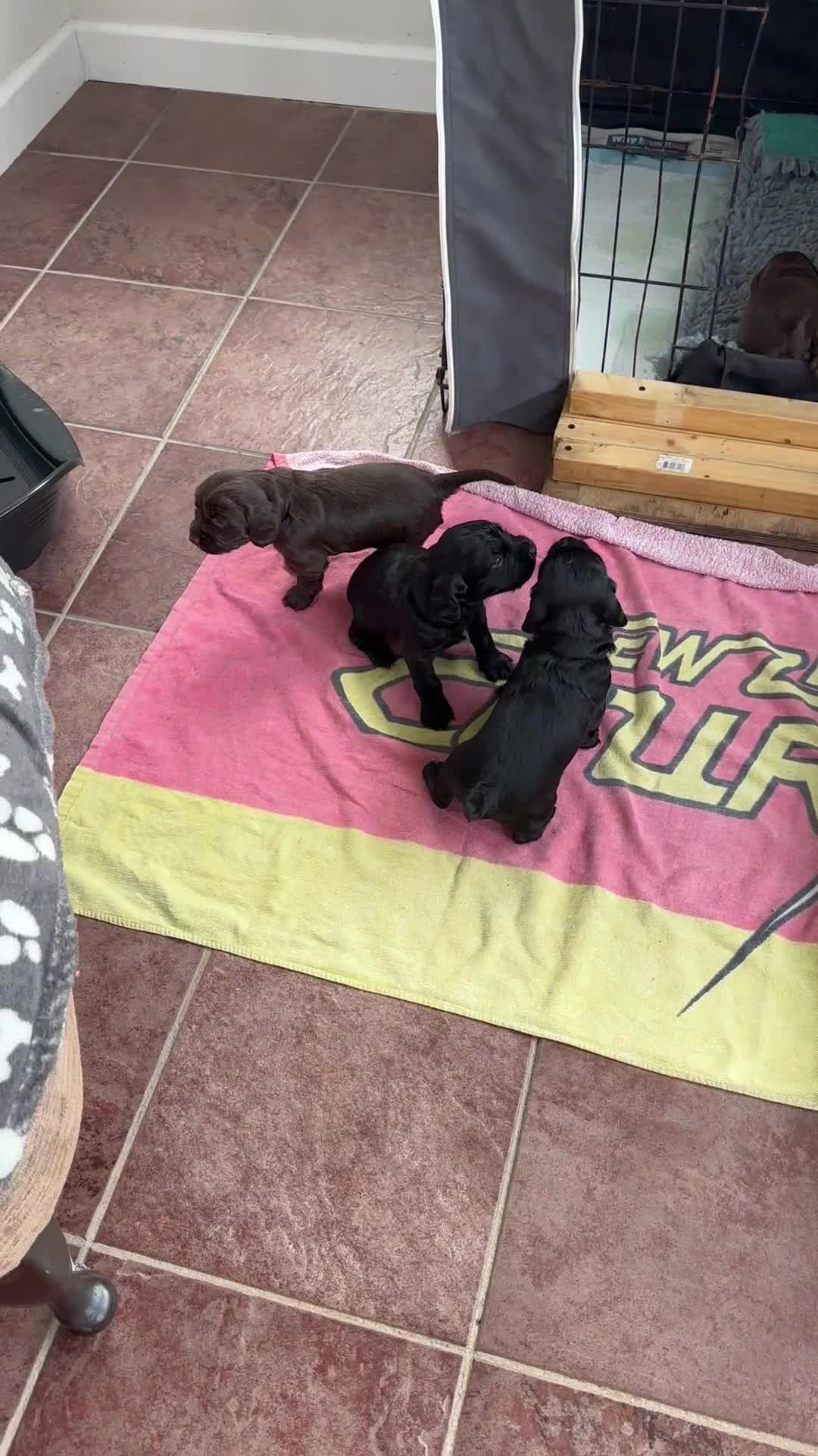 Cocker Spaniel dogs for sale: Beautiful KC Reg. Working Cocker Spaniel Puppies - Video 1