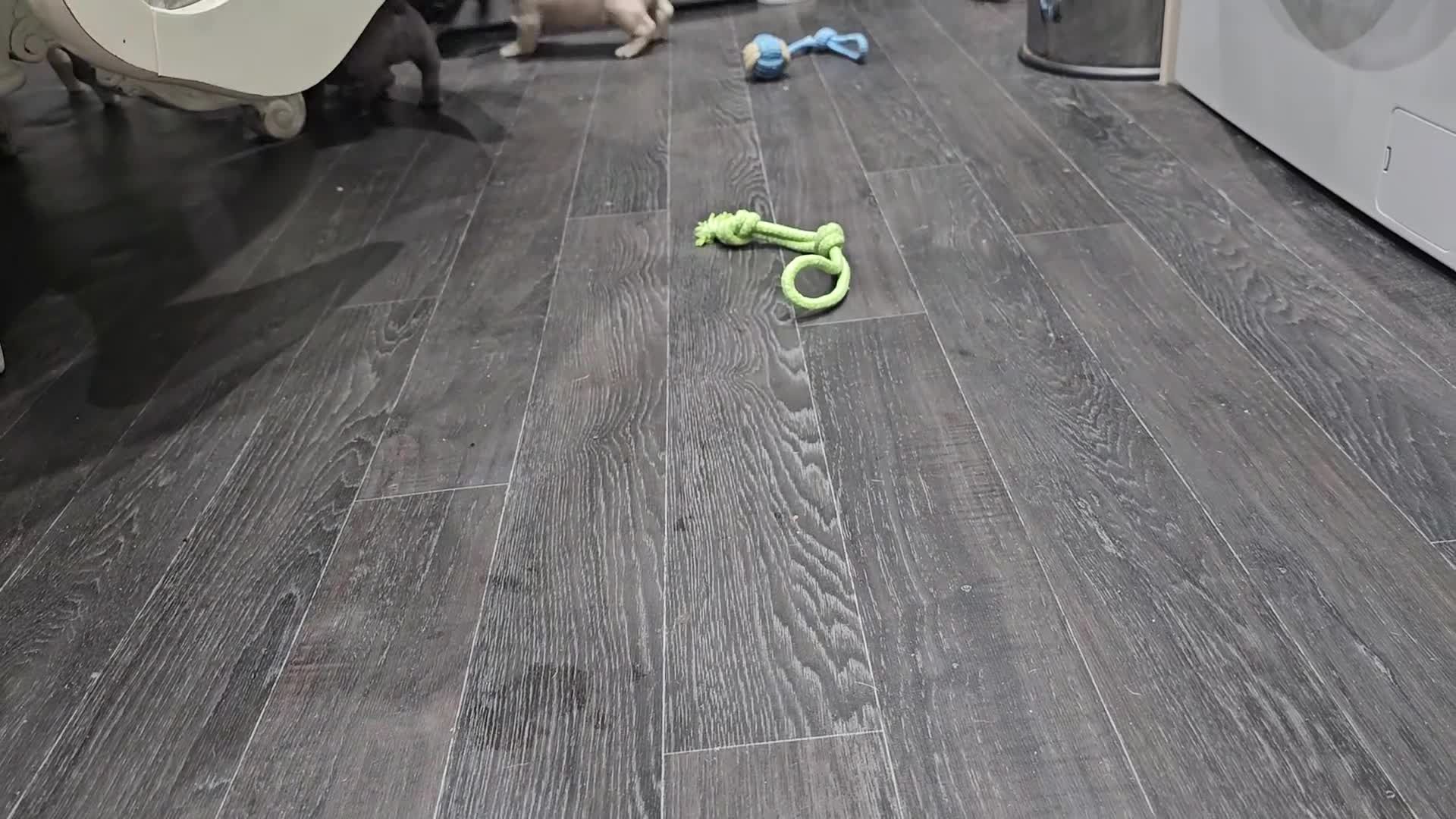 French Bulldog dogs for sale: French bulldog puppies  - Video 1