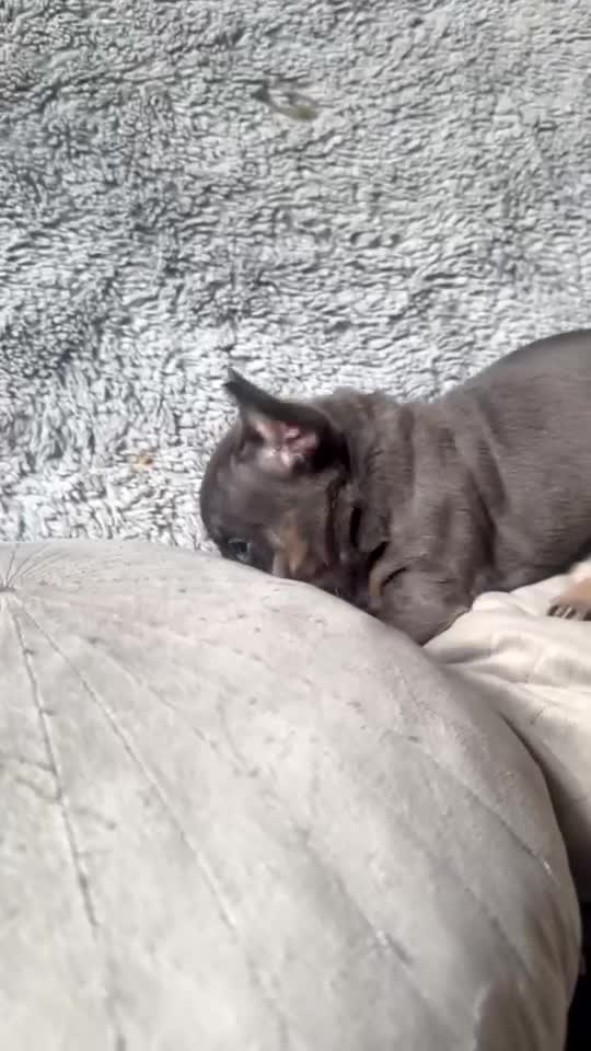 French Bulldog dogs for sale: French bulldogs  - Video 4