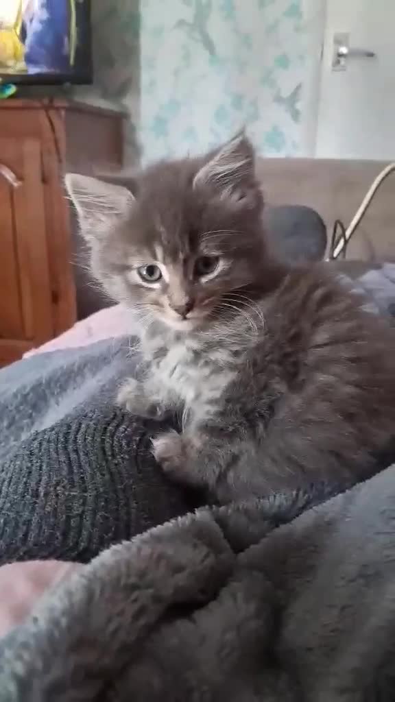 Mixed Breed cats for sale: Maine coon cross  - Video 1