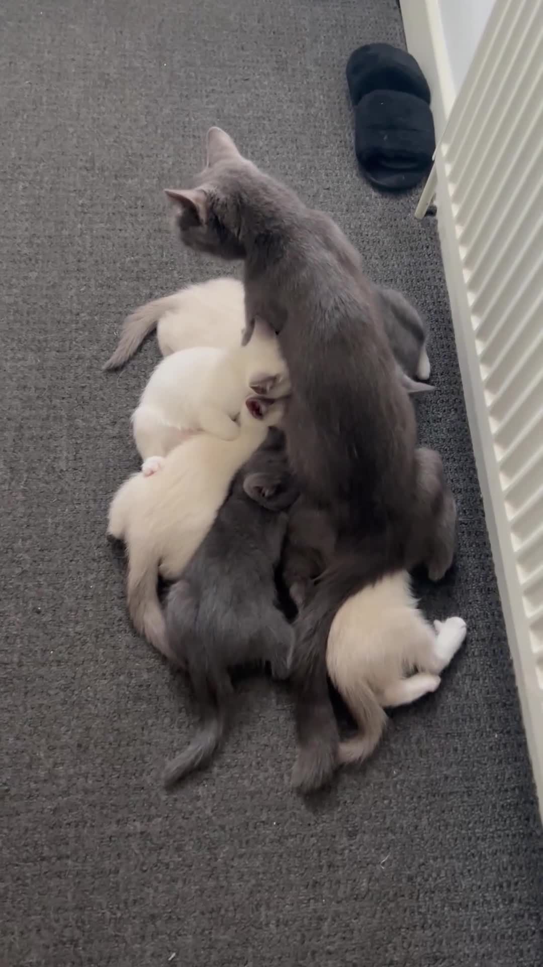 Ragdoll cats for sale: Adorable Ragdoll kittens ( mixt) for sale - Video 4