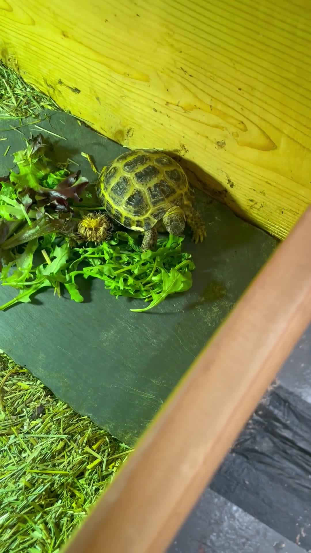 Tortoise reptiles for sale: Baby Horsefield Tortoises Available  - Video 1