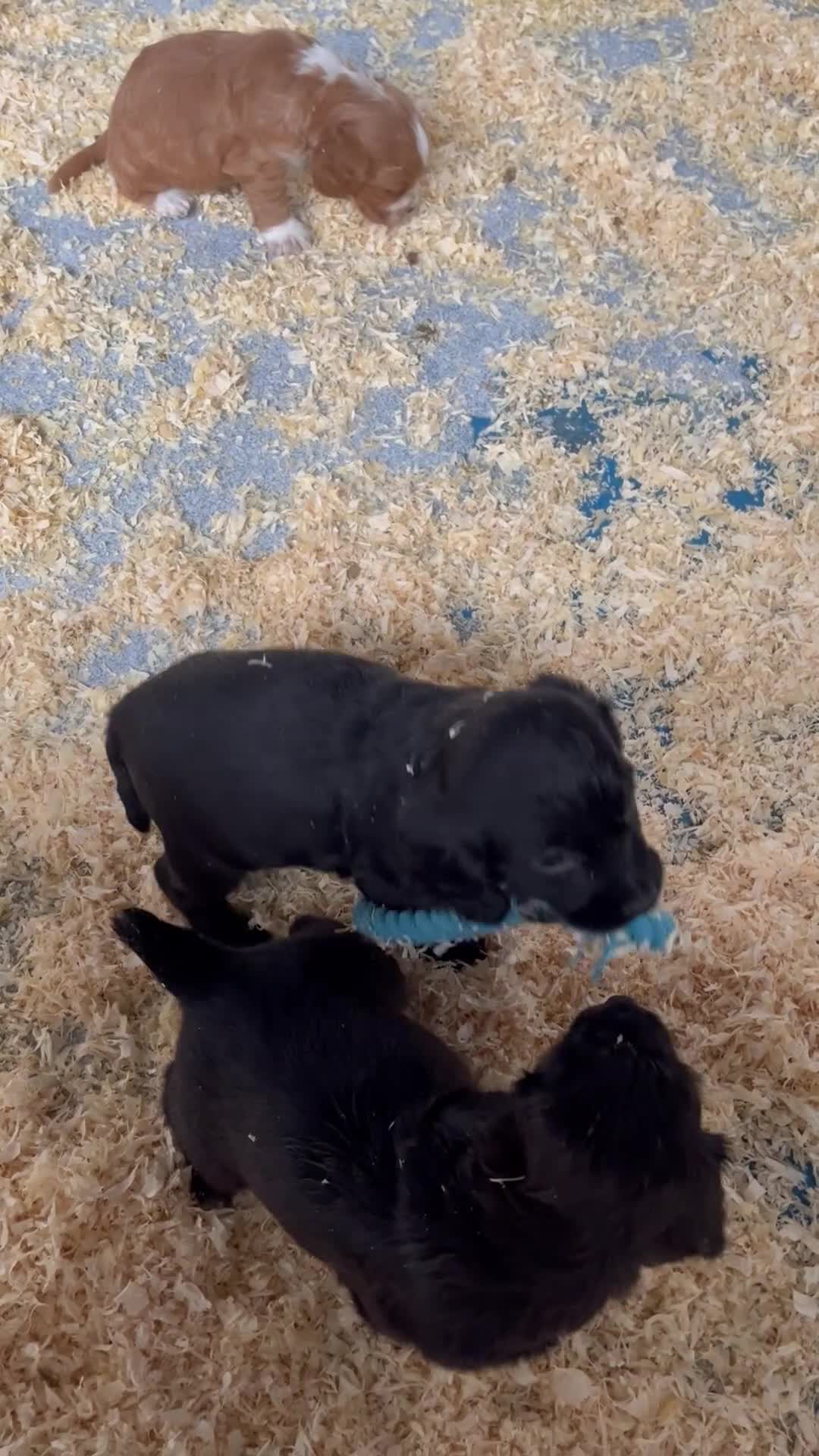 Cocker Spaniel dogs for sale: Stunning Health Tested WCS Pups - Video 1