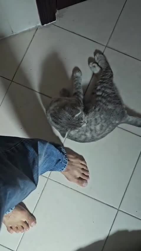 Mixed Breed cats for adoption: BOB - AMAZING LOOKING KITTEN MIX BSH SCOTTISH ?? - Video 1