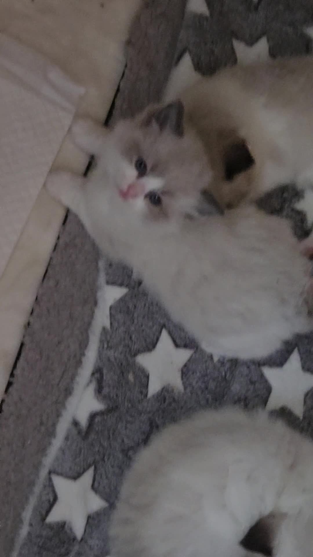 Ragdoll cats for sale: Gorgeous Pedigree chunky ragdolls - Video 3